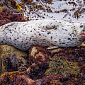 Happy The Harbor Seal Photograph by Derek Dean Happy The Harbor Seal Photograph by Derek Dean