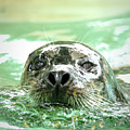 Harbor Seal Photograph by Lens Art Photography By Larry Trager Harbor Seal Photograph by Lens Art Photography By Larry Trager