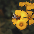 Hard-working beehive worker by Vaclav Sonnek
