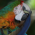 Harlequin Macaw Photograph by Carolyn Hutchins Harlequin Macaw Photograph by Carolyn Hutchins
