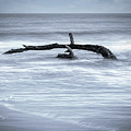 Harmonious Driftwood II Photograph by DB Hayes Harmonious Driftwood II Photograph by DB Hayes