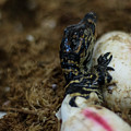 Hatchling Alligator Photograph by Carolyn Hutchins Hatchling Alligator Photograph by Carolyn Hutchins