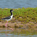 Hawaiian Black-necked Stilt in Shallow Lagoon by Nancy Gleason