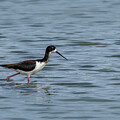 Hawaiian Black-necked Stilt Wading in Lagoon by Nancy Gleason
