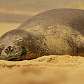 Hawaiian Monk Seal Sunbathing by Nancy Gleason