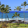 Hawaiian Palms Photograph by Robert Carter Hawaiian Palms Photograph by Robert Carter