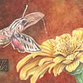 Hawk Moth  by Debbie Hornibrook