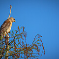 Hawk on the Lookout by Bill Cubitt