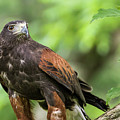 Hawk Photograph by Robert Miller Hawk Photograph by Robert Miller
