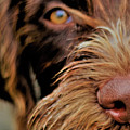 Hazel by Tracey Lee Cassin