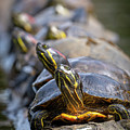 Head of the Class by Bill Cubitt