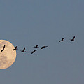 Headed to Roost Photograph by Steve Templeton Headed to Roost Photograph by Steve Templeton