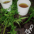 Healing of the Nation Photograph by Esoteric Gardens KN Healing of the Nation Photograph by Esoteric Gardens KN