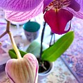 Heart Orchid Bud by Mars Besso