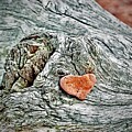 Heart Shaped Rock Photograph by Sarah Lilja Heart Shaped Rock Photograph by Sarah Lilja