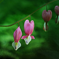 Hearts of Spring Photograph by Moira Law Hearts of Spring Photograph by Moira Law