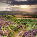 Heather in flower on the moors above Wooler, Northumberland by Anita Nicholson