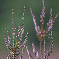Heather in summer by Anges Van der Logt