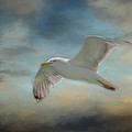Heavenly Flight Photograph by Cathy Kovarik Heavenly Flight Photograph by Cathy Kovarik