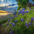 Heavenly Flower Mound by Inge Johnsson Heavenly Flower Mound by Inge Johnsson