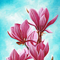 Heavenly Magnolia by Daniela Easter