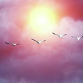Heavenly Pelicans by Fred Loring