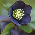 Hellebore Photograph by Tammy Pool Hellebore Photograph by Tammy Pool