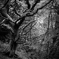 Hello darkness Photograph by Gavin Lewis Hello darkness Photograph by Gavin Lewis