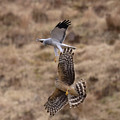 Hen Harriers Sky-Dancing Photograph by Pete Walkden Hen Harriers Sky-Dancing Photograph by Pete Walkden