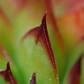 Hens And Chicks #9 Photograph by Stephanie Gambini Hens And Chicks #9 Photograph by Stephanie Gambini