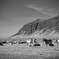Herd in Black and White by Christopher Wentworth
