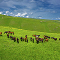 Herd Of Horses Grazing On Slope Meadow Photograph by Mikhail Kokhanchikov Herd Of Horses Grazing On Slope Meadow Photograph by Mikhail Kokhanchikov