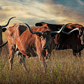 Herd of Texas Longhorn Steers at Sunset Photograph by Randall Nyhof Herd of Texas Longhorn Steers at Sunset Photograph by Randall Nyhof