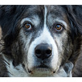 Herding Dog mix by Christy Garavetto