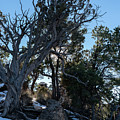 Hermits Snag by Brooke Bowdren