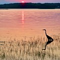 Heron at Sunset by Mike Reilly