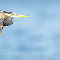 Heron On Blue Photograph by Paul Freidlund Heron On Blue Photograph by Paul Freidlund