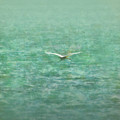 Heron over lake Painting by Alexa Szlavics Heron over lake Painting by Alexa Szlavics