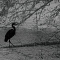 Heron Rainy Silhouette by Bill Posner