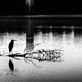 Heron Silhouette In Black And White by Denise Harty