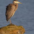 Heron Sunset Vertical Photograph by Michael Rauwolf Heron Sunset Vertical Photograph by Michael Rauwolf
