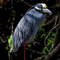 Heron - Yoga Pose by Chris Scroggins