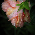 Hibiscus After Rain Photograph by M Kathleen Warren Hibiscus After Rain Photograph by M Kathleen Warren