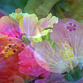 Hibiscus Photograph by M Kathleen Warren Hibiscus Photograph by M Kathleen Warren