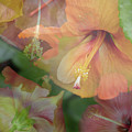Hibiscus Multiple Photograph by M Kathleen Warren Hibiscus Multiple Photograph by M Kathleen Warren