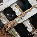 Hidden Photograph by DArcy Evans Hidden Photograph by DArcy Evans