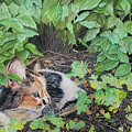 Hidden Jems by Renee Catherine Wittmann