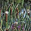 Hidden Pond with Cattails by Alexandra's Photography