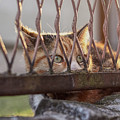 Hiden domestic kitten watchs inconspicuously commotion on the next garden. She is on the loukout for potential enemy. Dangerous position. Funny position Photograph by Vaclav Sonnek Hiden domestic kitten watchs inconspicuously commotion on the next garden. She is on the loukout for potential enemy. Dangerous position. Funny position Photograph by Vaclav Sonnek