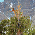 High Elevation Perseverance - Great Basin National Park Photograph by Brett Pelletier High Elevation Perseverance - Great Basin National Park Photograph by Brett Pelletier